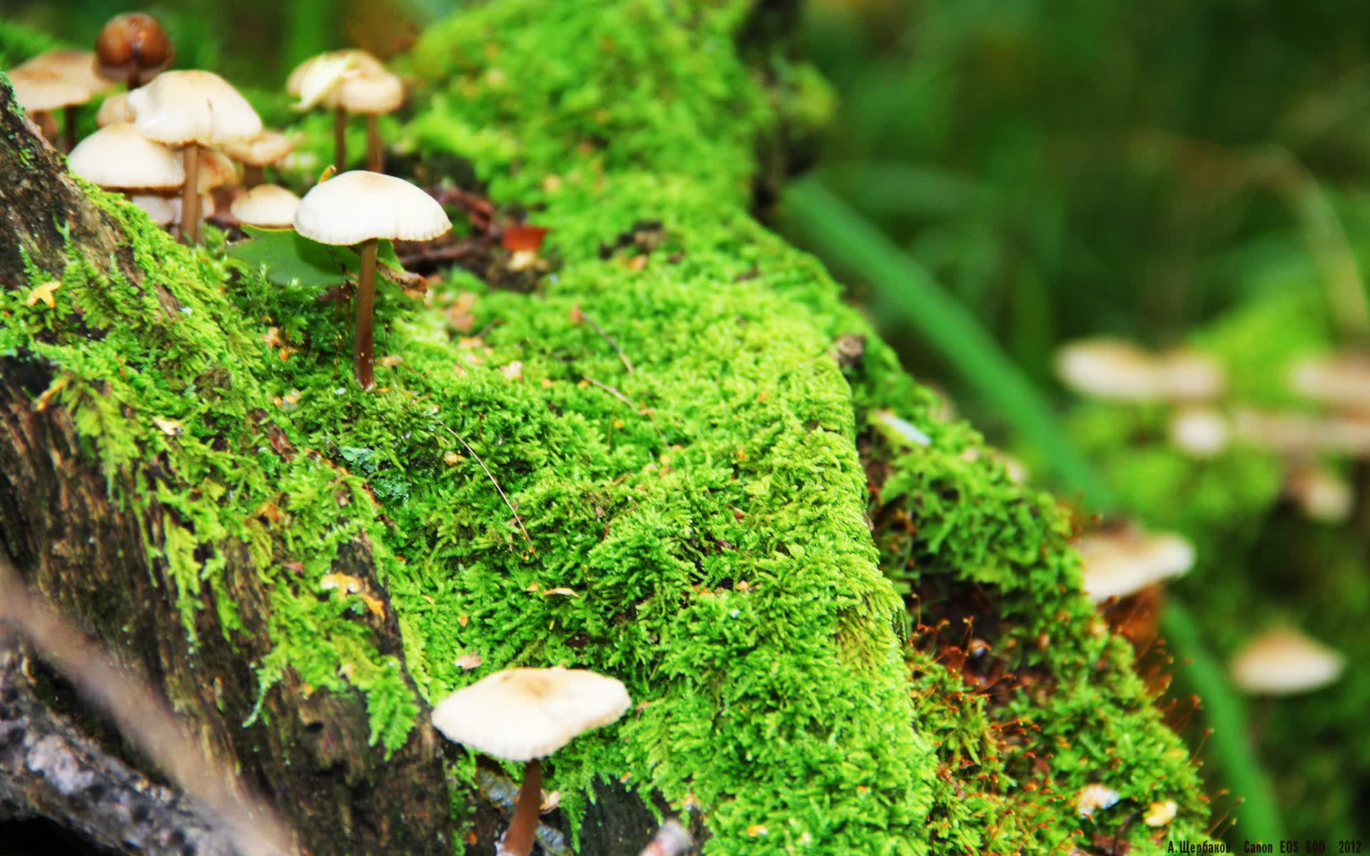 世界登山青年导师生态修复项目获得地方政府表彰,世界登山史